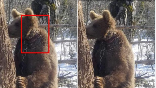 Тбилисский зоопарк спасает раненого медведя: он был обнаружен на цепи в лесу