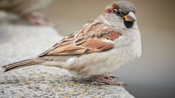 Приметы на Семенов день 2024: что нельзя делать 16 февраля? Приметы на Семенов день 2024: что нельзя делать 16 февраля?