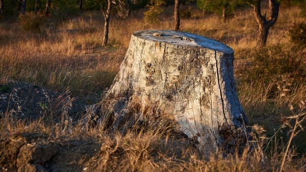 Борьба с вырубкой деревьев в Грузии: в Самегрело выявлено семь незаконных лесопилок Борьба с вырубкой деревьев в Грузии: в Самегрело выявлено семь незаконных лесопилок