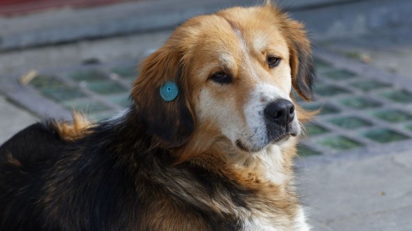 Как в Тбилиси будут бороться с проблемой бездомных животных – ответ мэра