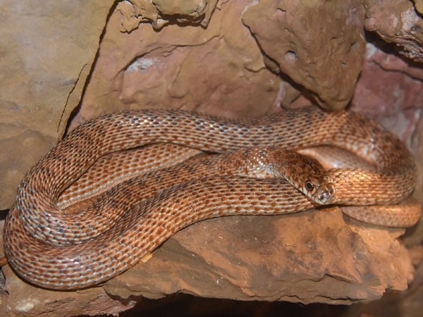 Змеиное гнездо обнаружено на стройке в Карельском муниципалитете Змеиное гнездо обнаружено на стройке в Карельском муниципалитете