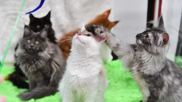 Правила эвтаназии животных в Грузии не изменятся - депутат