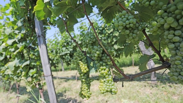 Грузия на четвертом месте в мире по площади виноградников на одного человека
