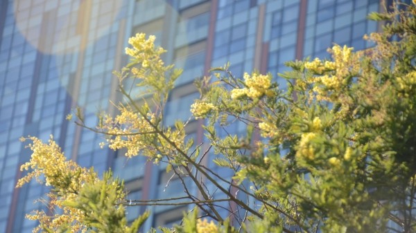 День сурка по-грузински, или Когда наступит весна?