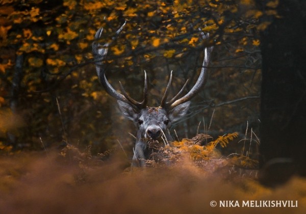 В Тбилисском национальном парке восстановят популяцию благородных оленей