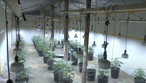 Теплица с коноплей и наркотики в теле курьера – еще девять человек задержаны в Грузии