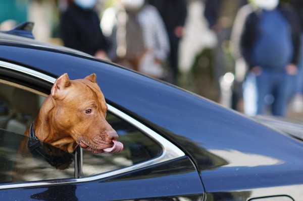 Полиция идентифицировала владельца питбуля, растерзавшего уличную собаку в Мцхета
