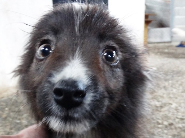 На улицах Тбилиси живет более 30 тысяч бездомных собак — данные Mayhew Georgia На улицах Тбилиси живет более 30 тысяч бездомных собак — данные Mayhew Georgia