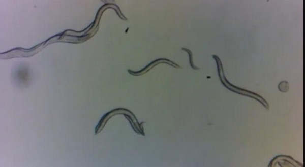 Открытие в Чернобыле: найдены живые существа, не пострадавшие от ядерной катастрофы – в чем причина?