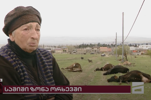 Близ Тбилиси погибло стадо коров – местные жители винят энергокомпанию