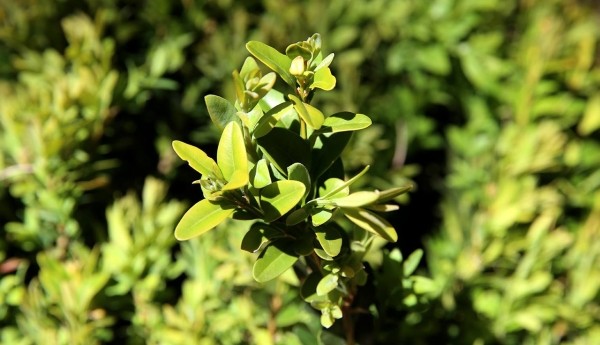 Жителей Грузии перед Вербным воскресеньем предупредили о штрафах за вырубку самшита Жителей Грузии перед Вербным воскресеньем предупредили о штрафах за вырубку самшита