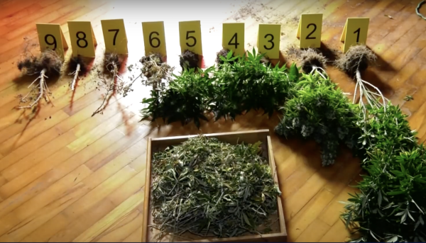 18 человек задержаны в Грузии за наркопреступления 18 человек задержаны в Грузии за наркопреступления