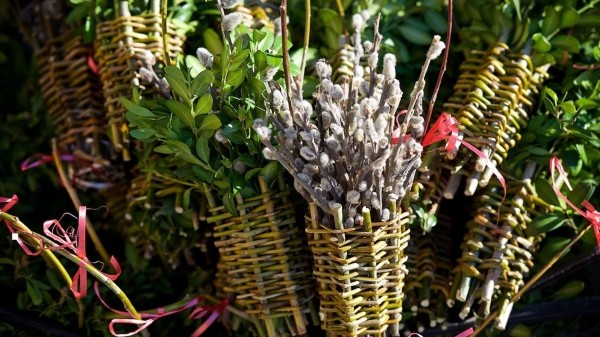 Не вырубайте самшит! Минсельхоз Грузии предупредил граждан перед Вербным воскресеньем