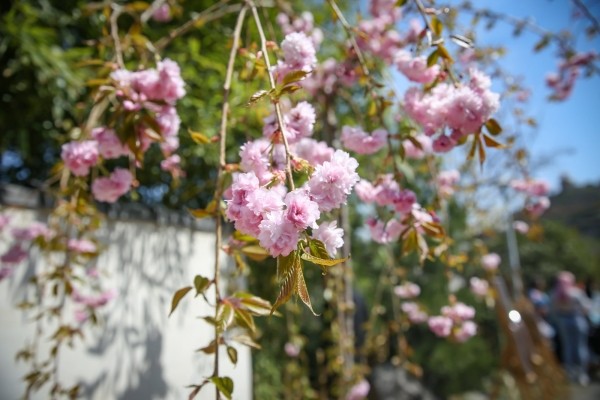 Дни цветения сакуры проходят в ботаническом саду Тбилиси