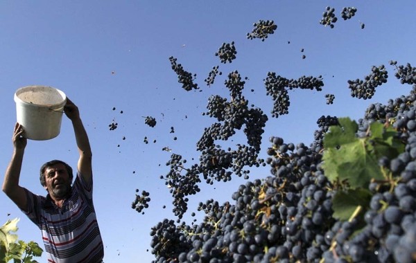 Саперави занял вторую строчку в топ-100 лучших сортов вин мира по версии TasteAtlas Саперави занял вторую строчку в топ-100 лучших сортов вин мира по версии TasteAtlas