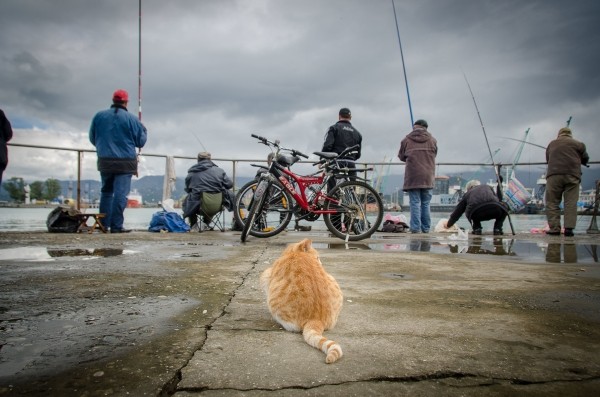 В Грузии ужесточают наказание за незаконную ловлю рыбы