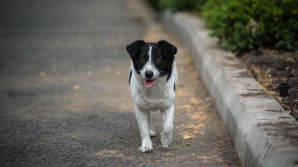 Карантин из-за бешенства объявили в районе Западной Грузии Карантин из-за бешенства объявили в районе Западной Грузии