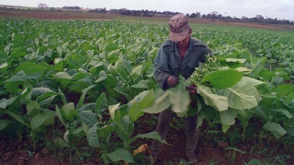 Производство табака в Грузии будет лицензировано – проект