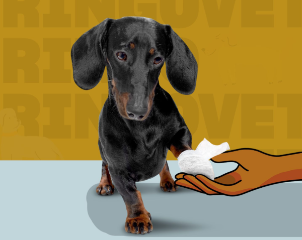 Cкорая помощь для собак и кошек в Тбилиси будет приезжать на скутере