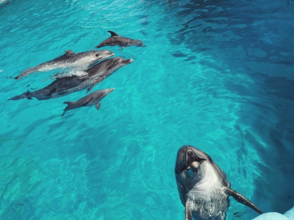 В Батумском дельфинарии с разницей в день родились морской львенок и дельфин В Батумском дельфинарии с разницей в день родились морской львенок и дельфин