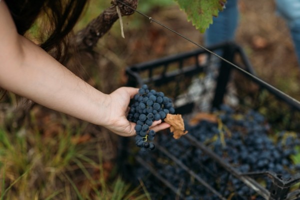 Фермеры протестуют в Кахетии из-за низких цен на виноград