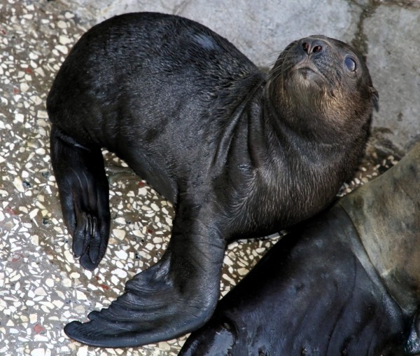 В Батумском дельфинарии с разницей в день родились морской львенок и дельфин В Батумском дельфинарии с разницей в день родились морской львенок и дельфин