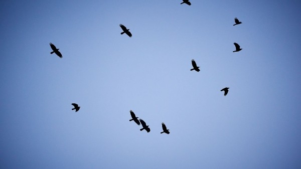 Более сотни фактов незаконной охоты на птиц выявили в Грузии Более сотни фактов незаконной охоты на птиц выявили в Грузии