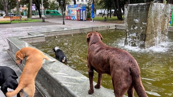 Бесплатная вакцинация животных против бешенства пройдет в Тбилиси и регионах Грузии