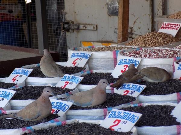 Какие товары и услуги подорожали в Грузии больше всего в августе?