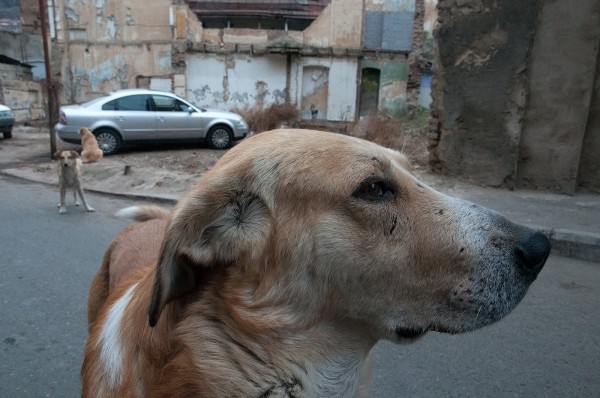 Случай бешенства в Тбилиси – муниципальные службы разыскивают контакты уличной собаки Случай бешенства в Тбилиси – муниципальные службы разыскивают контакты уличной собаки