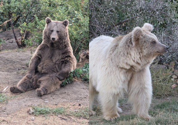 Тбилисский зоопарк выходил и передал в Цюрих двух бурых медведиц