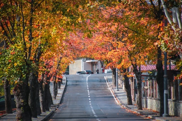 Теплая погода установится в Грузии до 12 ноября