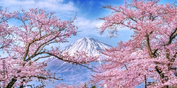 В Местиа появятся аллеи цветущей сакуры