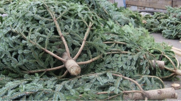 Елки не трогать: в Грузии перед Новым годом ужесточили надзор над вырубкой