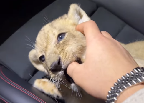 Олимпийский чемпион Лаша Бекаури показал видео с львенком — где он взял зверя неизвестно