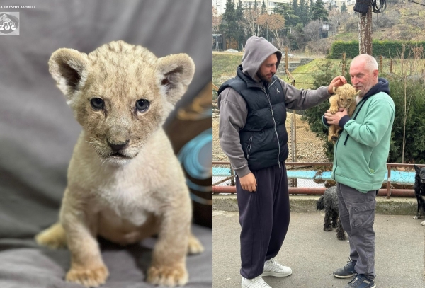 Ветеринарам Тбилисского зоопарка пришлось спасать львенка, переданного Лашей Бекаури Ветеринарам Тбилисского зоопарка пришлось спасать львенка, переданного Лашей Бекаури
