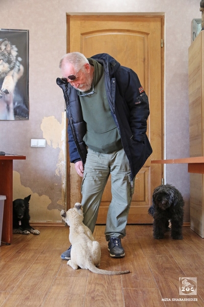 Тбилисский зоопарк готовит новый вольер для львенка Симбы – нужны ресурсы Тбилисский зоопарк готовит новый вольер для львенка Симбы – нужны ресурсы
