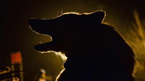 Собака заразилась бешенством от волка на востоке Грузии – введен карантин