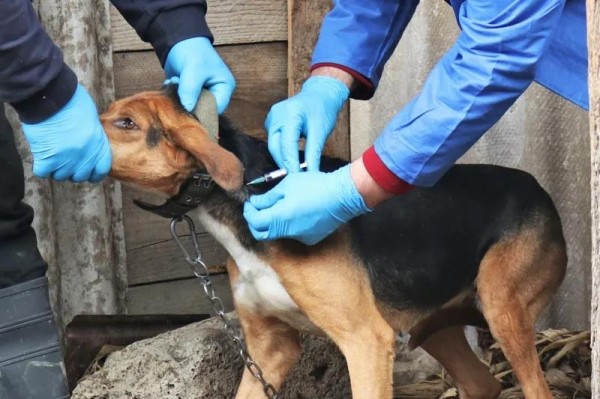 По информации Национального агентства продовольствия, в муниципалитете Дедоплисцкаро зафиксирован случай бешенства у собаки По информации Национального агентства продовольствия, в муниципалитете Дедоплисцкаро зафиксирован случай бешенства у собаки