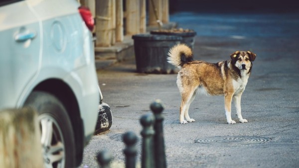 Хозяев домашних животных будут штрафовать за избавление от питомца Хозяев домашних животных будут штрафовать за избавление от питомца
