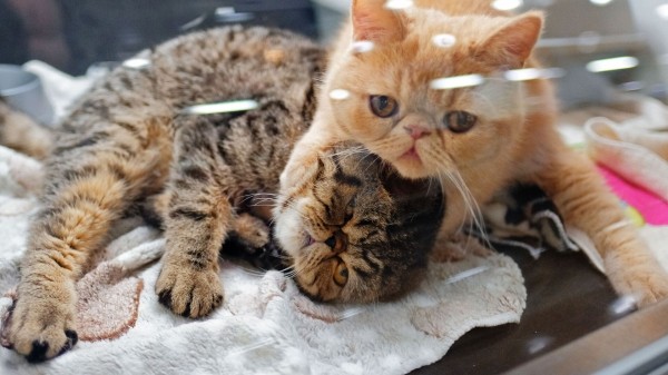 В Грузии ограничат разведение кошек и собак В Грузии ограничат разведение кошек и собак