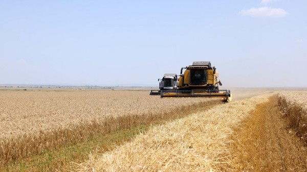 В уборке пшеницы в Грузии задействовано до 300 комбайнов – Минсельхоз В уборке пшеницы в Грузии задействовано до 300 комбайнов – Минсельхоз