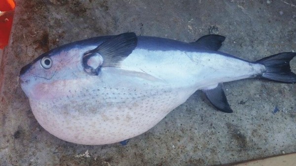 Смертельно ядовитых рыб в прибрежных водах Грузии не обнаружено – Нацагентство