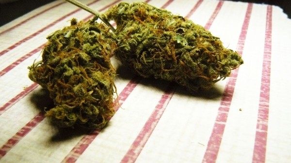 В Грузии ужесточают законы в отношении выращивания конопли В Грузии ужесточают законы в отношении выращивания конопли