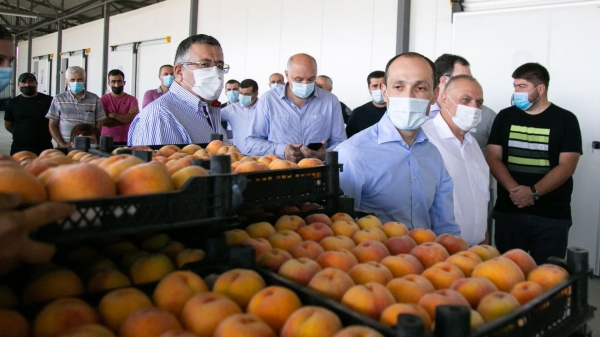 Окрашенные персики на рынке в Грузии – Агентство продовольствия бьет тревогу Окрашенные персики на рынке в Грузии – Агентство продовольствия бьет тревогу