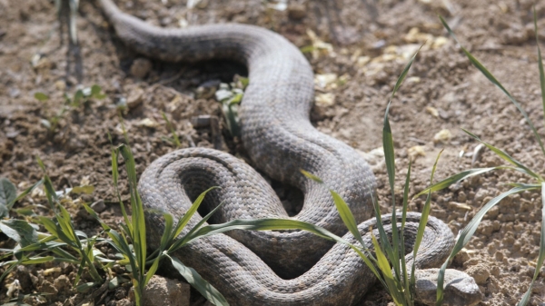 Опасность под ногами: где в Тбилиси обитают самые ядовитые змеи Опасность под ногами: где в Тбилиси обитают самые ядовитые змеи