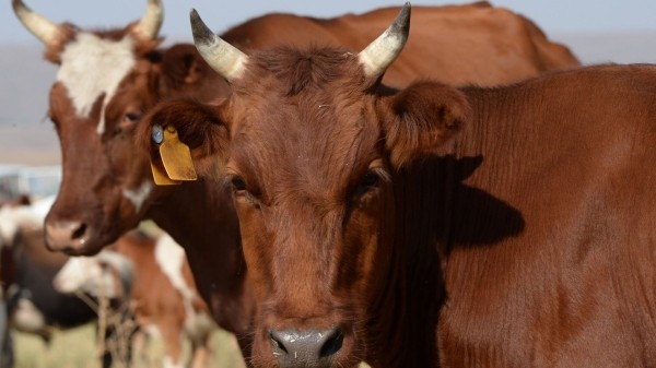 Владелец рогатого скота, павшего от сибирской язвы, впервые получил компенсацию в Грузии 