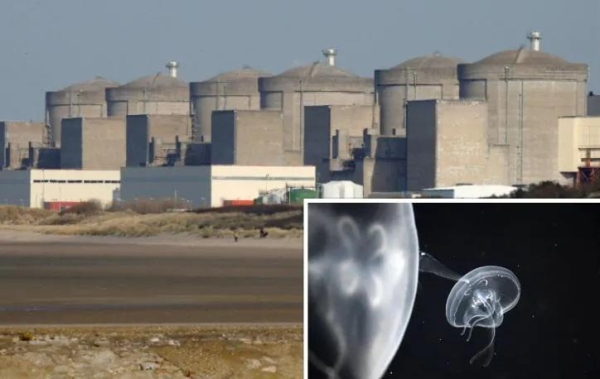 Крупнейшую в Западной Европе АЭС остановили медузы - Что заявляет французская компания?