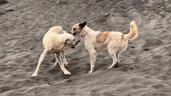 В регионах Грузии решат проблему с бездомными животными В регионах Грузии решат проблему с бездомными животными