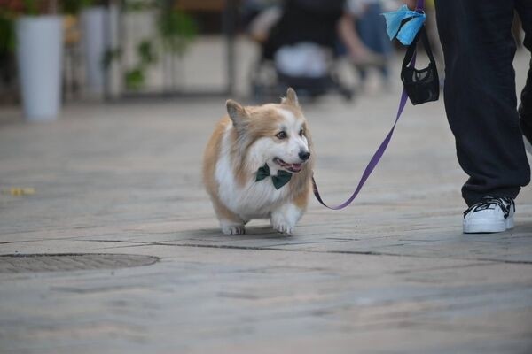 Тбилисоба 2025: город говорит на языке вкуса и традиций Тбилисоба 2025: город говорит на языке вкуса и традиций